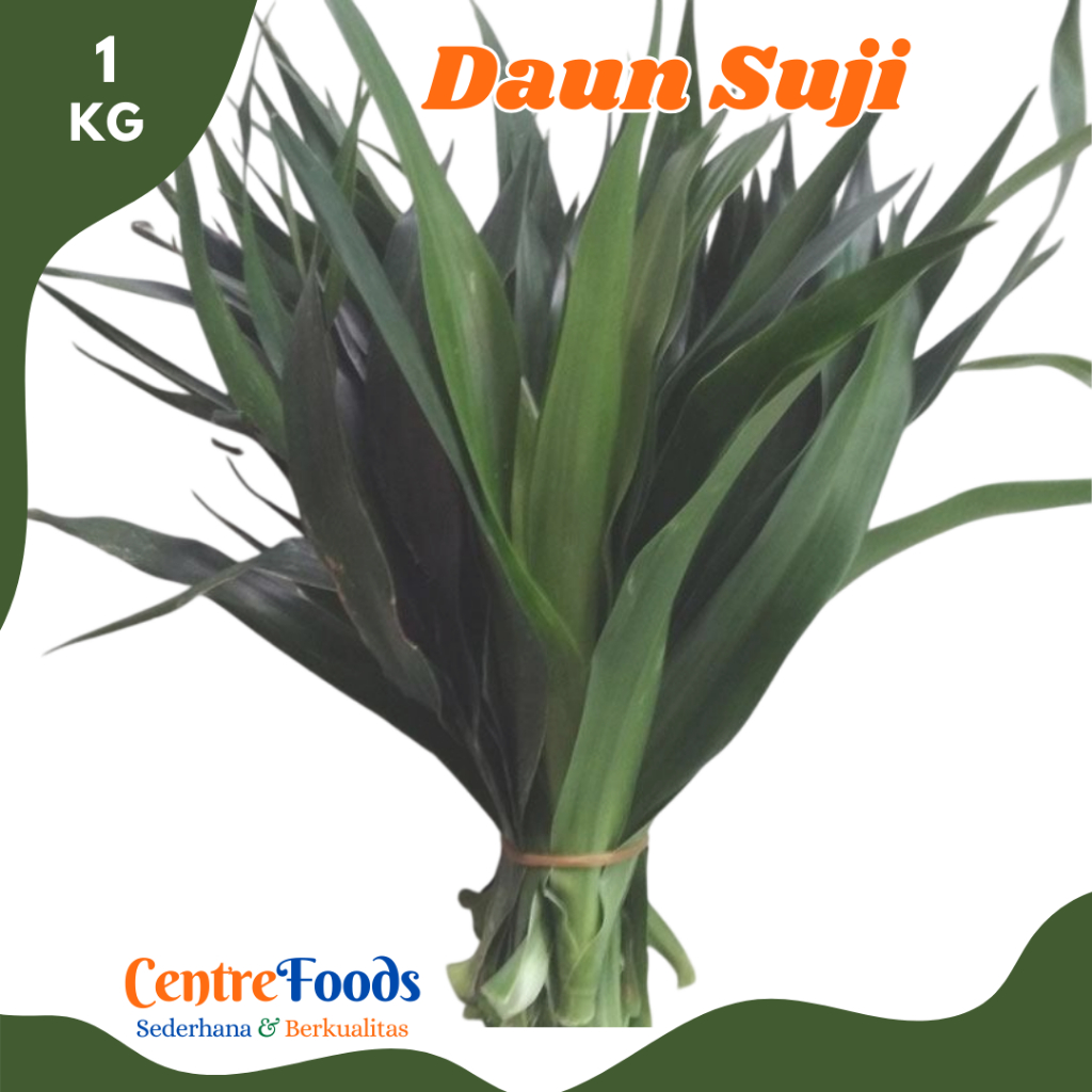 

DAUN Suji Hijau- Suji Leaves Fresh | 1 Ikat [ Harga Per PCS ]