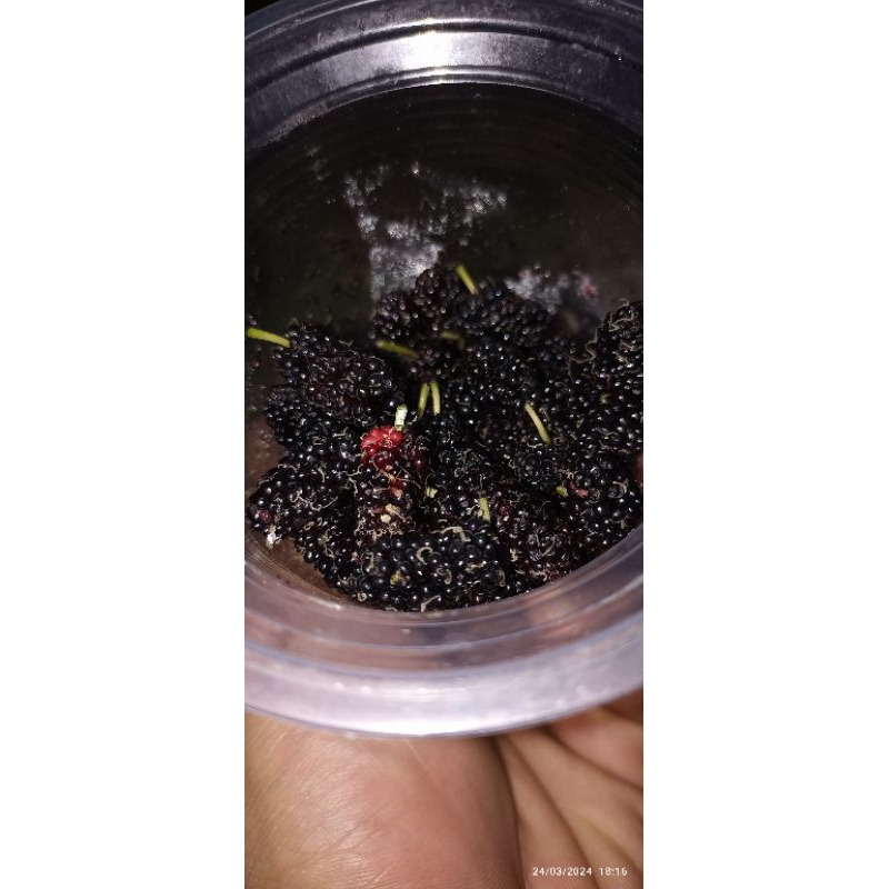 

kopi bubuk hitam asli