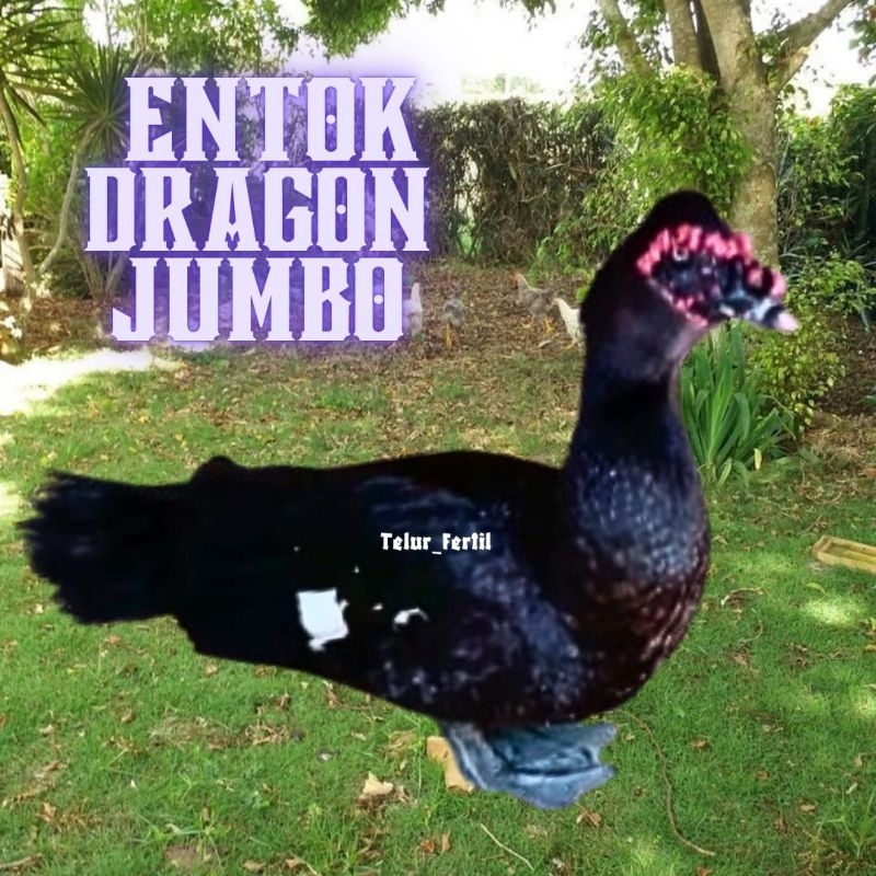 telur entok jumbo dragon ori bisa untuk di tetaskan