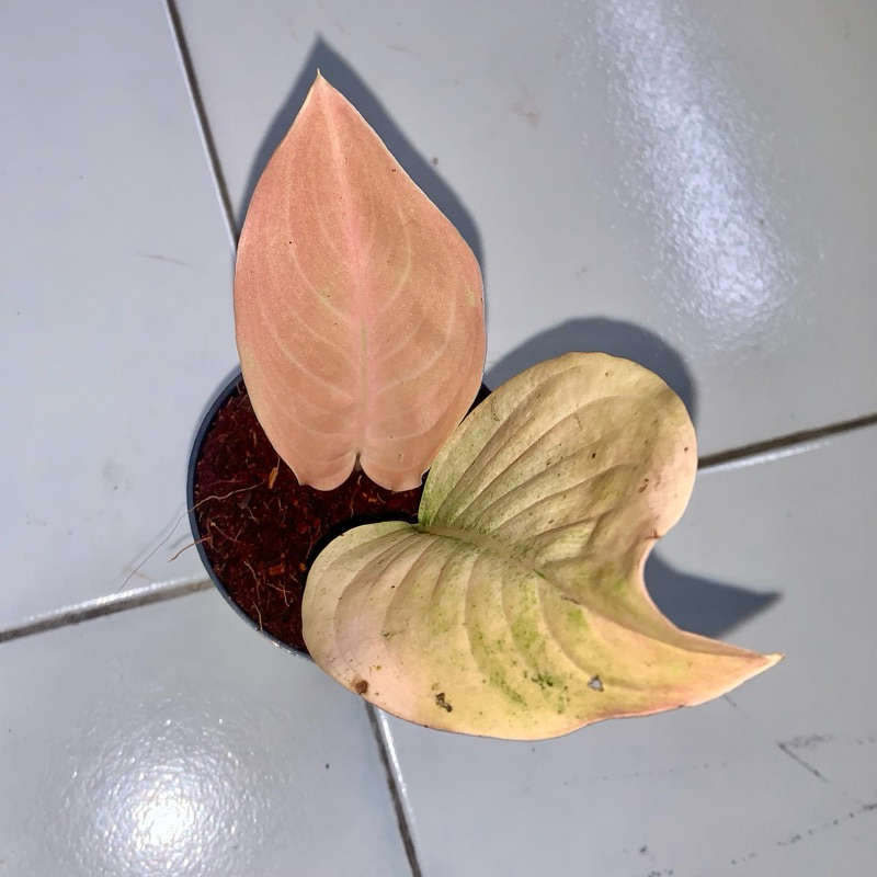 Aglaonema Golden love