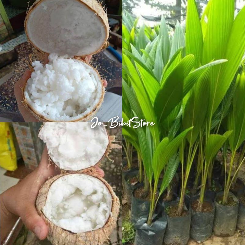 Bibit Kelapa Kopyor Genjah Hasil Kultur Jaringan | Bibit Tanaman Kelapa Kopyor Kultur Jaringan Cepat