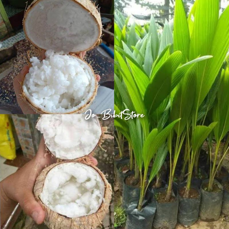 Bibit Kelapa Kopyor Genjah Hasil Kultur Jaringan | Terlaris Bibit Kelapa Kopyor Kultur Jaringan Cepa