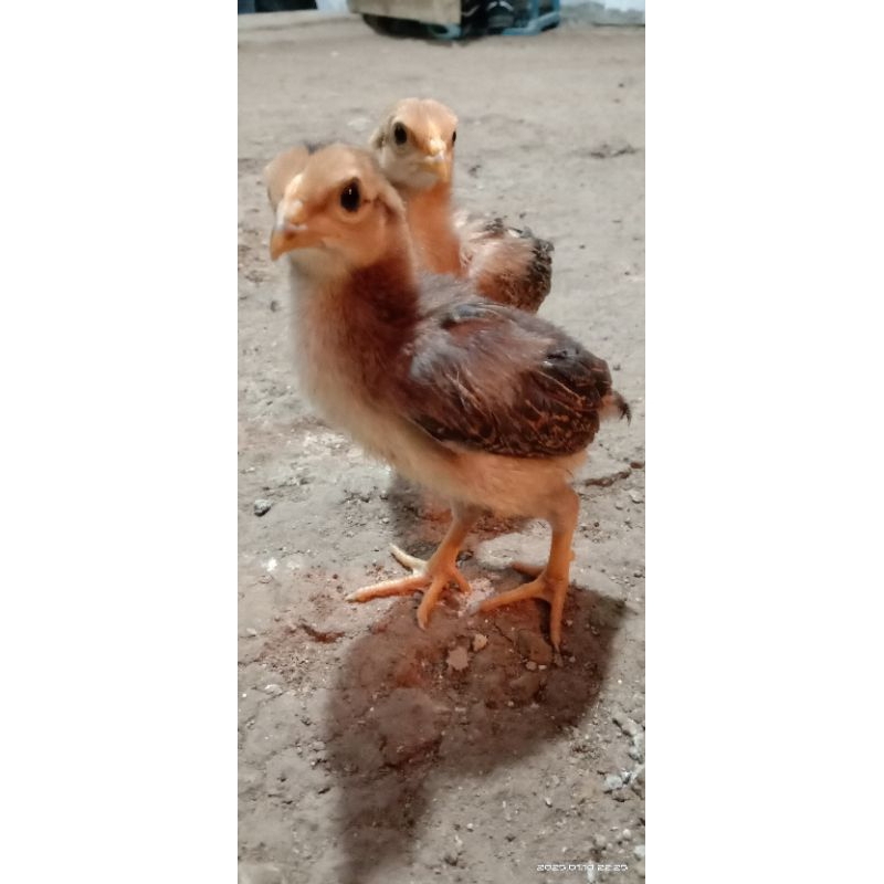 DOC - AYAM KAMPUNG ASLI / AKA (ECER)