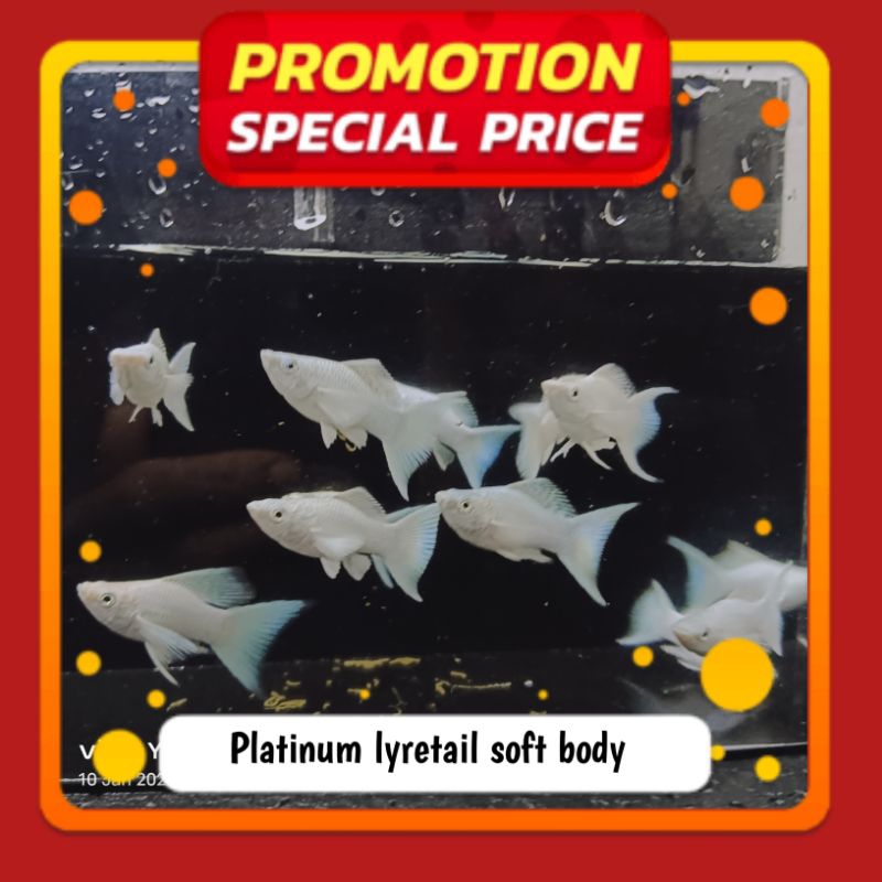 molly platinum lyretail ornamen aquarium
