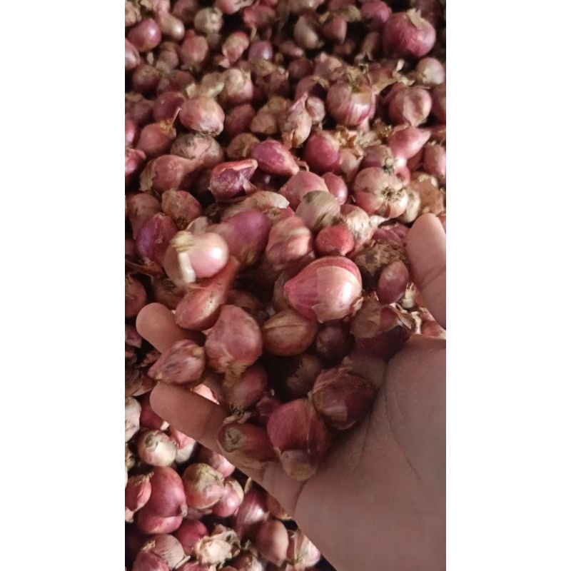 

[1 KG] BAWANG MERAH TANGGUNG GEDI NDOL