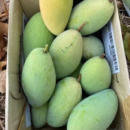 

MANGGA MANALAGI SUPER 1kg