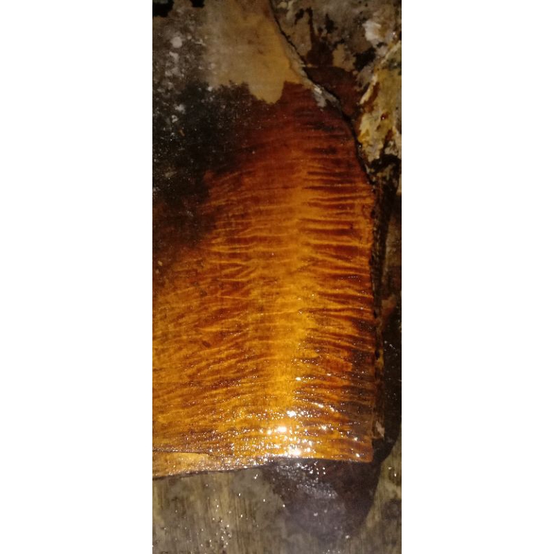 kayu mangga hutan/trembalu corak full