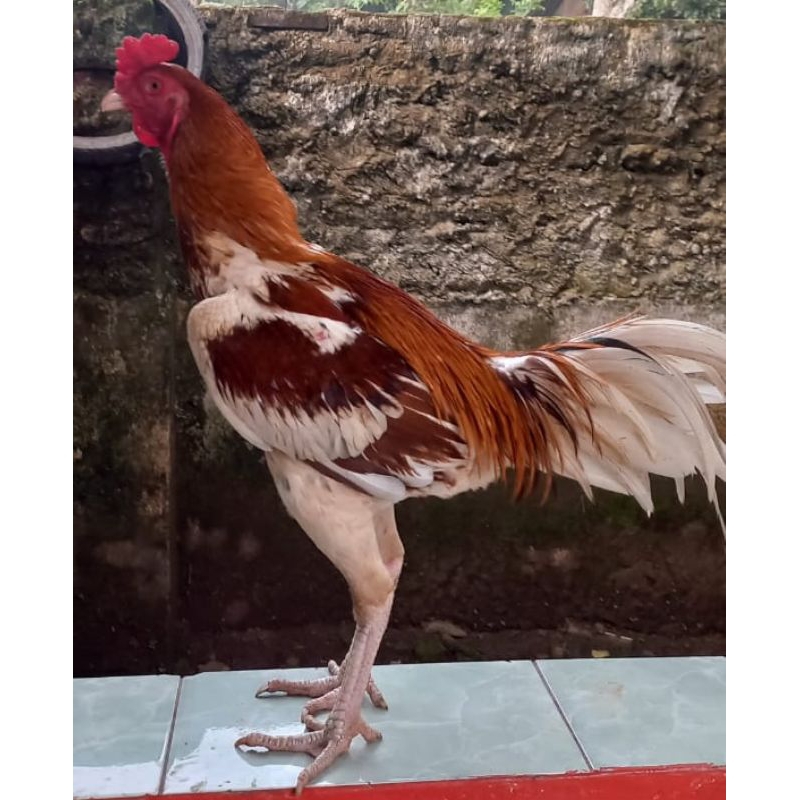 ORIGINAL Ayam Plucker siap Rawat | Ayam spesial Brakot (via Instan only)