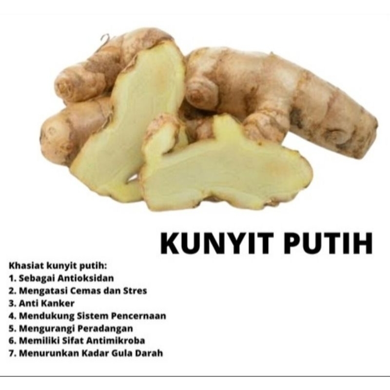

Kunyit Putih Segar 1 Kg | Temu Mangga Segar 1 Kg Obat Herbal Alami