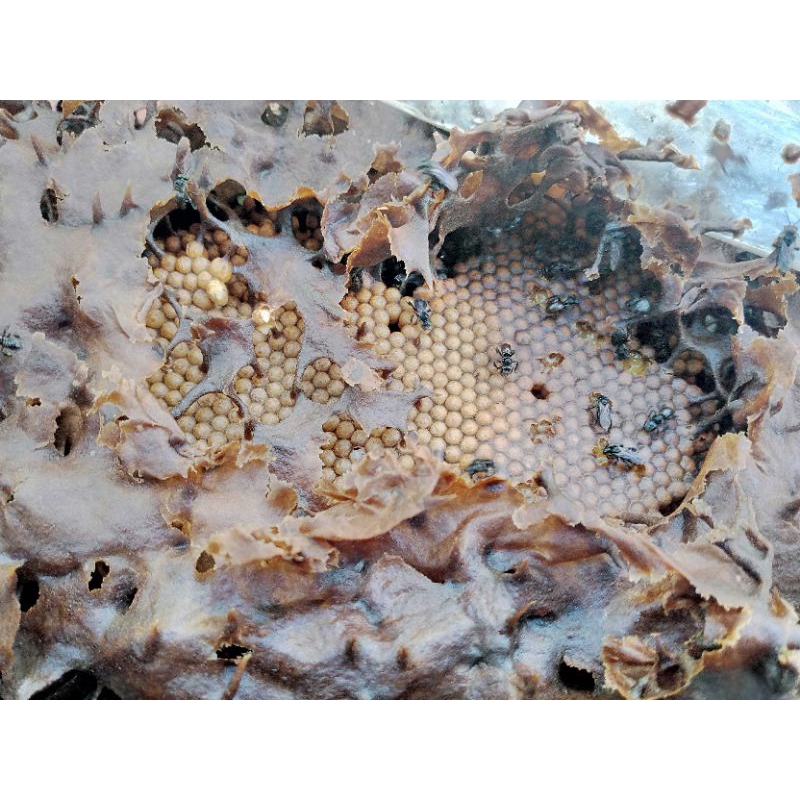 

Madu Trigona Bee Pollen Plus Kandungan Royal Jelly dan Propolis 500ml Murni 100% Madu Trigona Program Hamil Penambah Stamina Pria Wanita dari Hutan Kalimantan