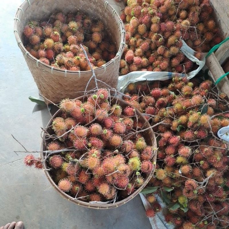 

buah rambutnya segar fresh baru petik
