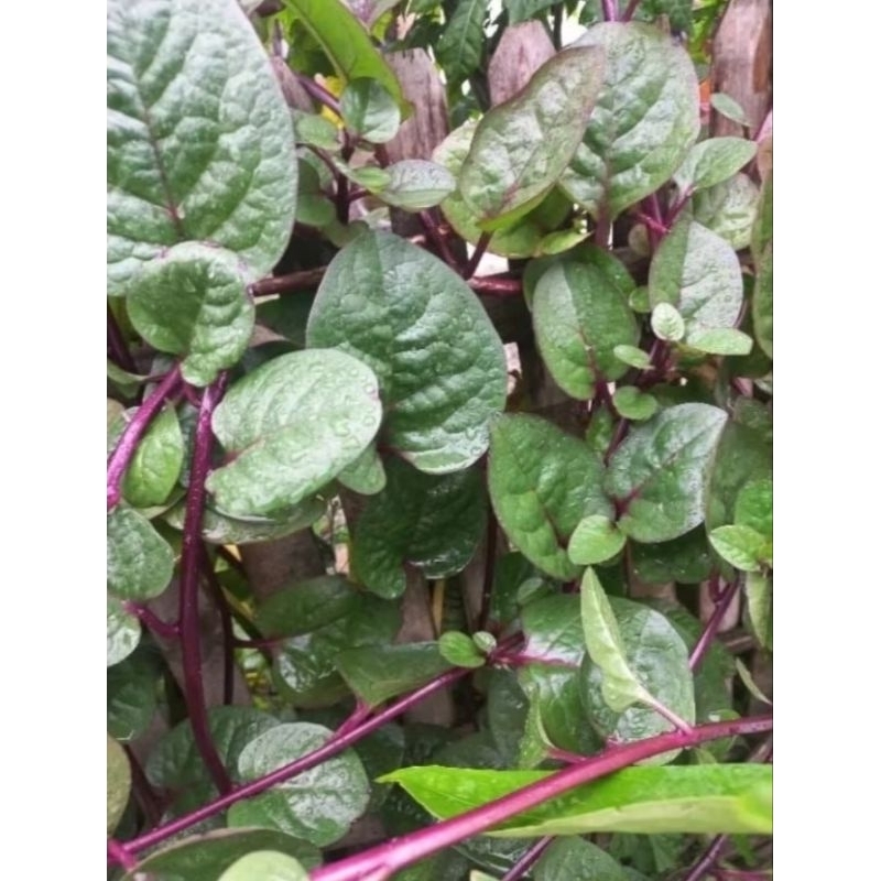 

Daun binahong 100 lembar, segar langsung petik, daun herbal