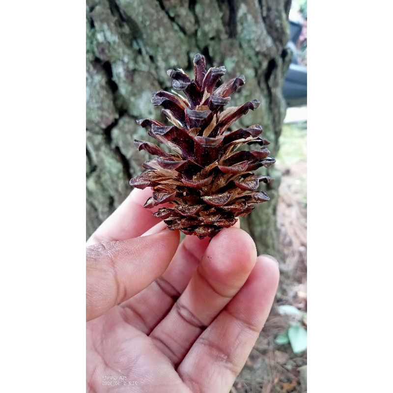 Bunga pinus kering untuk pembuatan bonsai