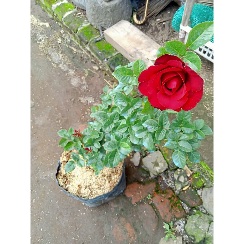 BUNGA MAWAR INDUKAN BATANG BESAR