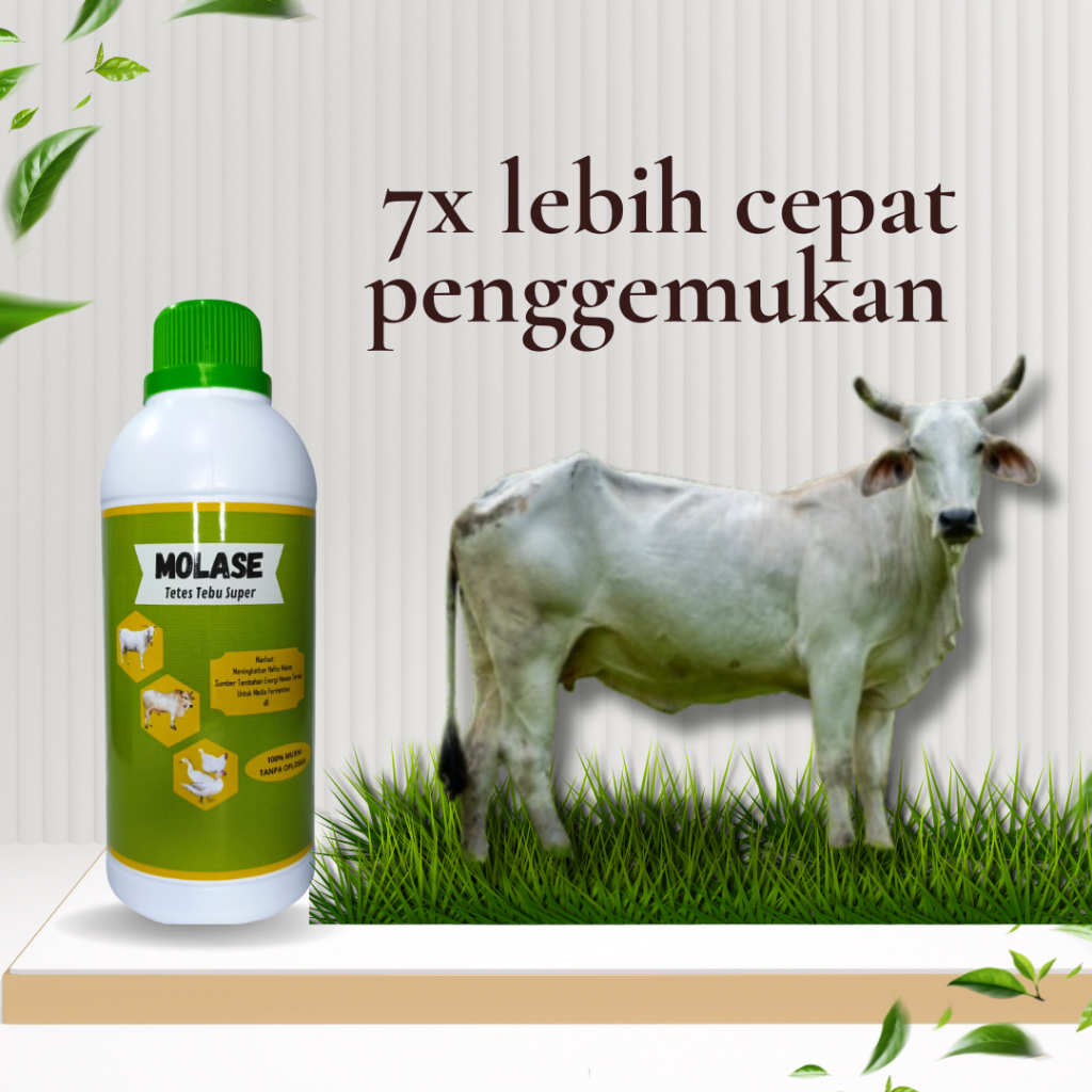 MOLASE Penggemuk Kambing Domba Suplemen Penambah Nafsu Makan Ternak peningkat imun yang berisi caira