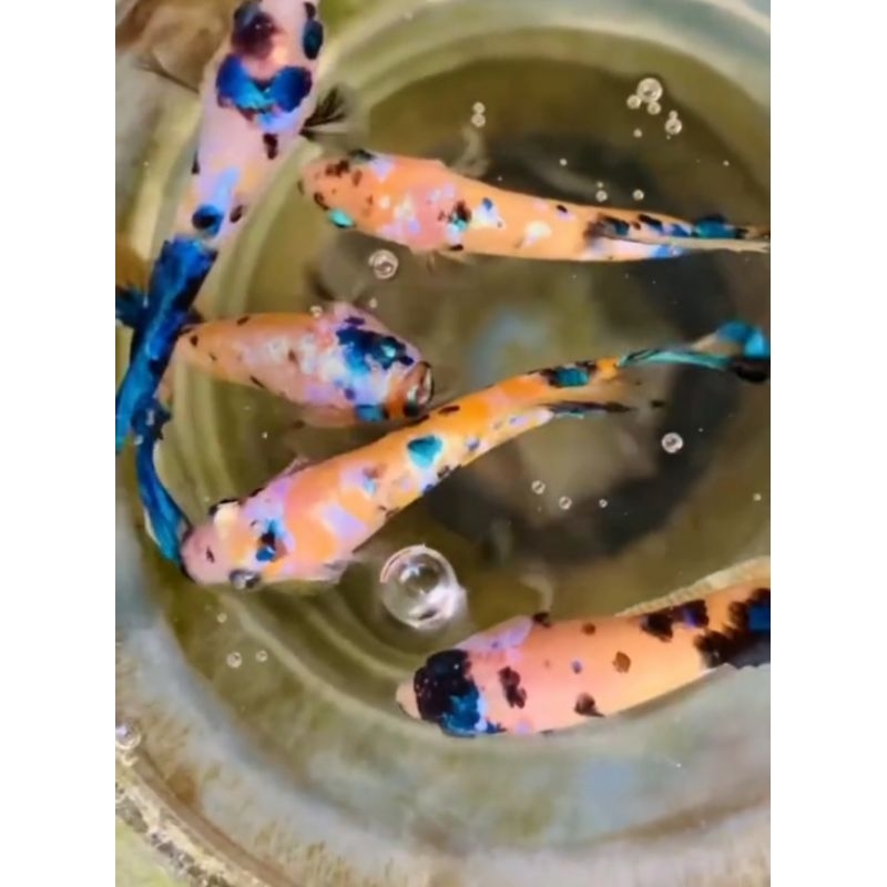 cupang yellow koi galaxy kualitas bagus