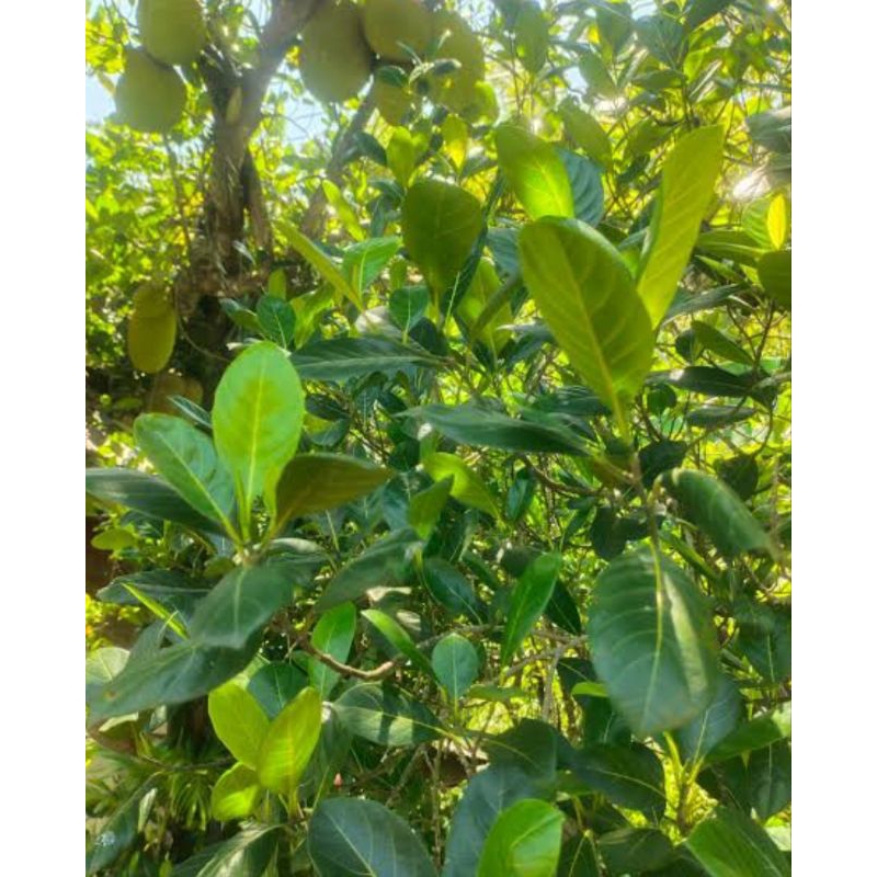 

Daun nangka segar berat 100g untuk obat herbal