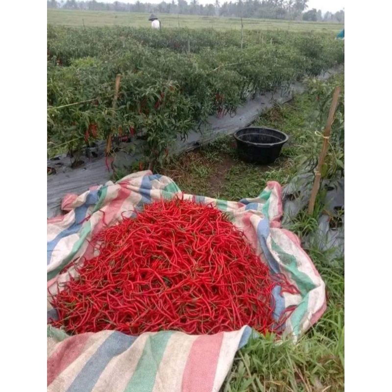

cabai merah keriting lokal 1KG