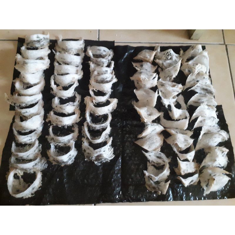 

SARANG BURUNG WALET BARU PANEN