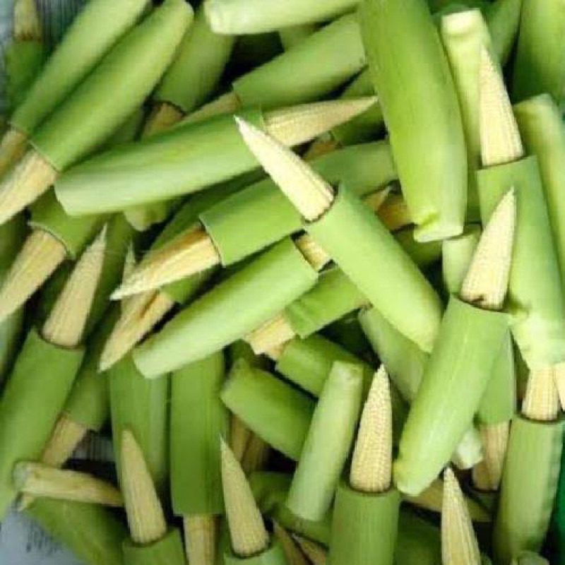 

JAGUNG MUDA / JAGUNG JANTEN SEGAR BELUM KUPAS PER 5 BJ