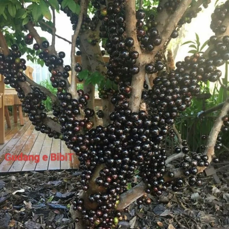 Bibit Tanaman Anggur Pohon Brazil Preco Hasil Cangkok