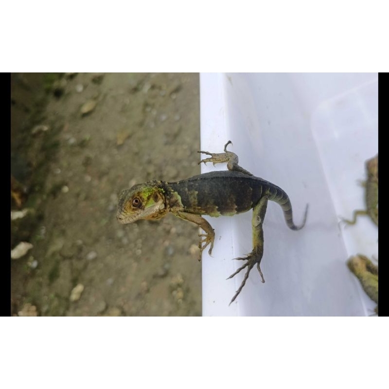 Mainan Iguana Red Gosong Cuakep Sangar(baby red iguana)