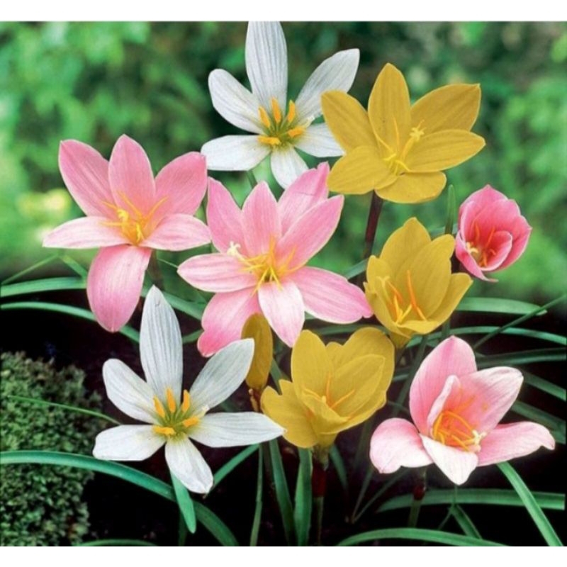 (bayar ditempat) paket 3 tanaman hias bunga lili hujan - bunga lili hujan - bunga tulip - tanaman hi