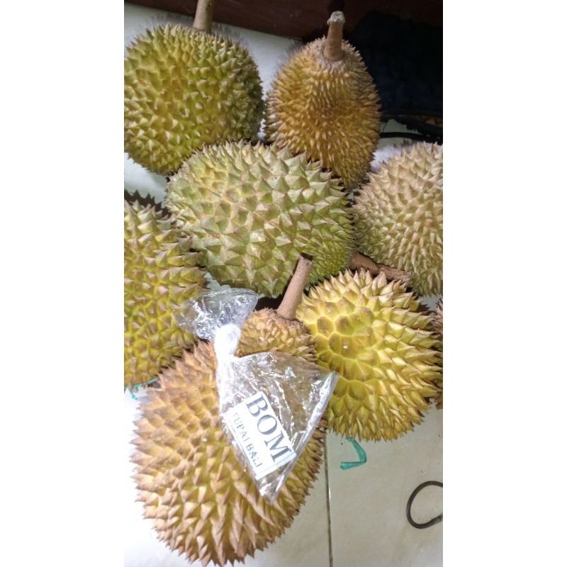 

durian bali tupai