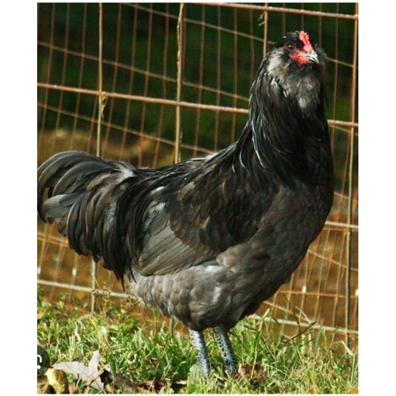 

TELUR TETAS AYAM Hias AMERAUCANA siap DI TETASKAN