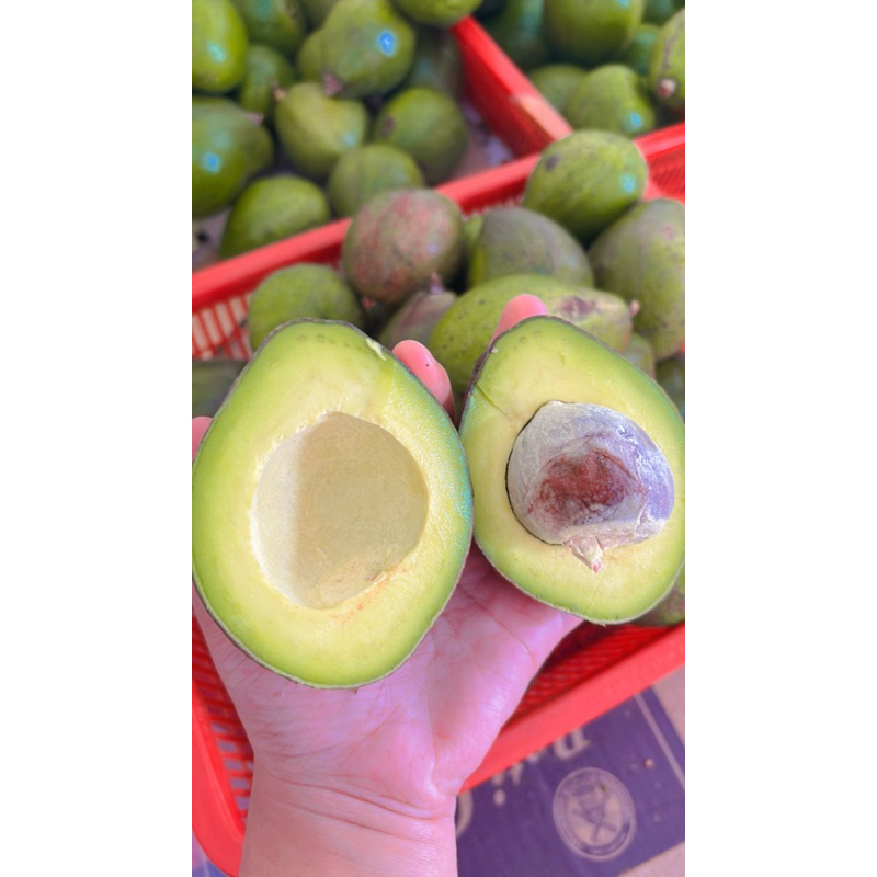 

Alpukat Mentega 1kg