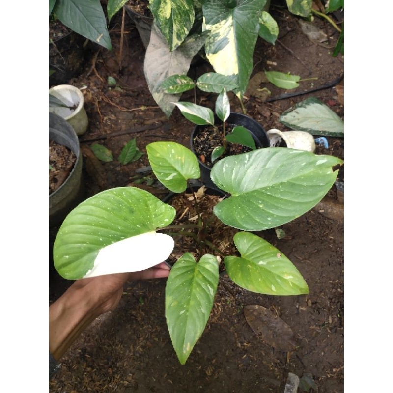 homalomena pendula variegata