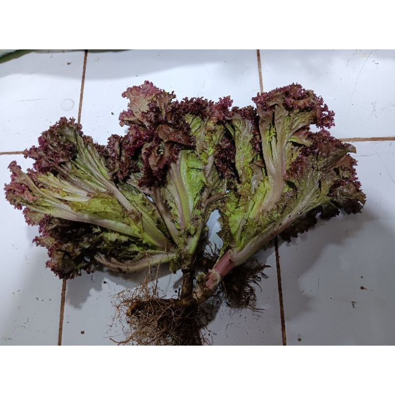 

selada merah/lorosa 250gr