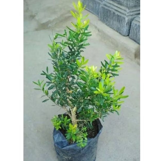 Bahan Bonsai Boxus