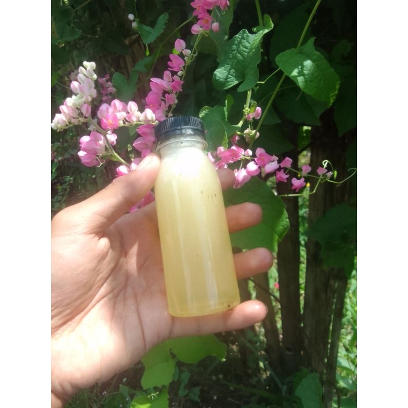

Madu Trigona / Kelulut / Galo-Galo / Madu Propolis