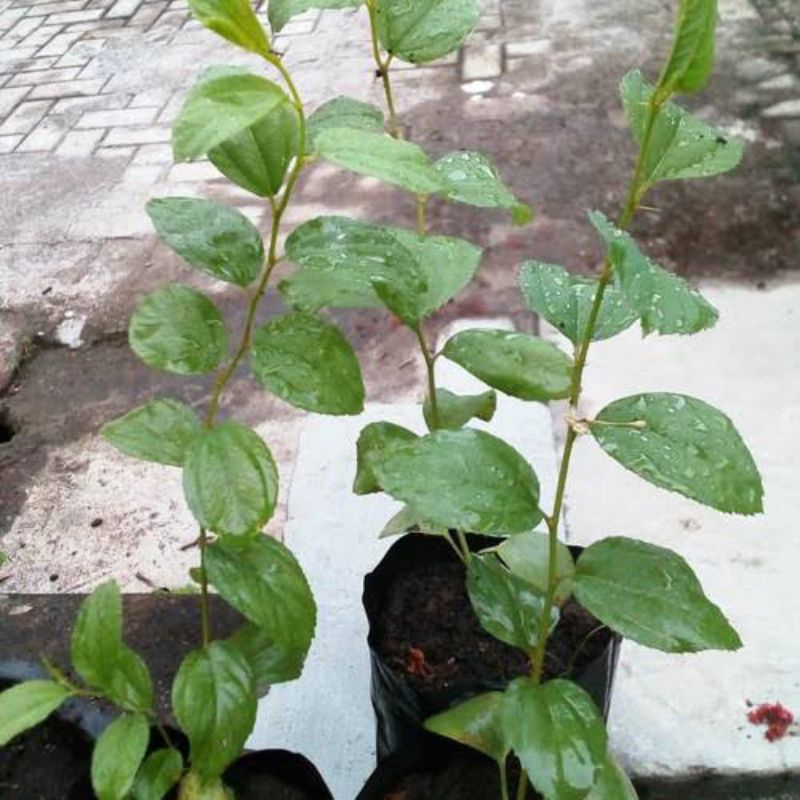 BIBIT BIDARA/POHON BIDARA ARAB/BIDARA BIBIT DAUN