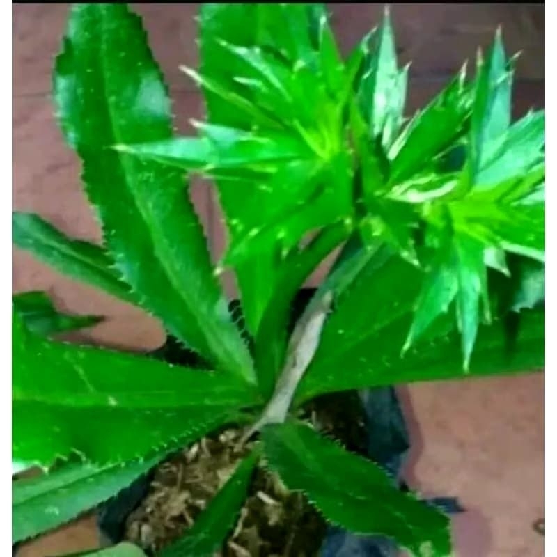 

daun walang sangit segar per pohon