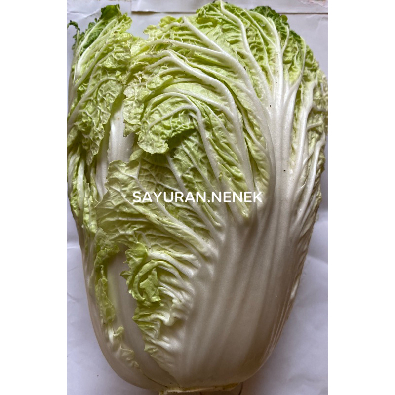 

sawi putih segar per pcs