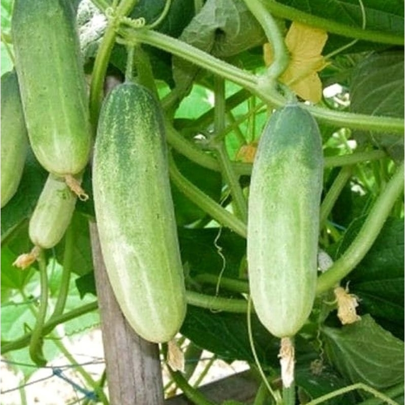 8 Biji Benih Timun Baby Bibit Mentimun Unggul