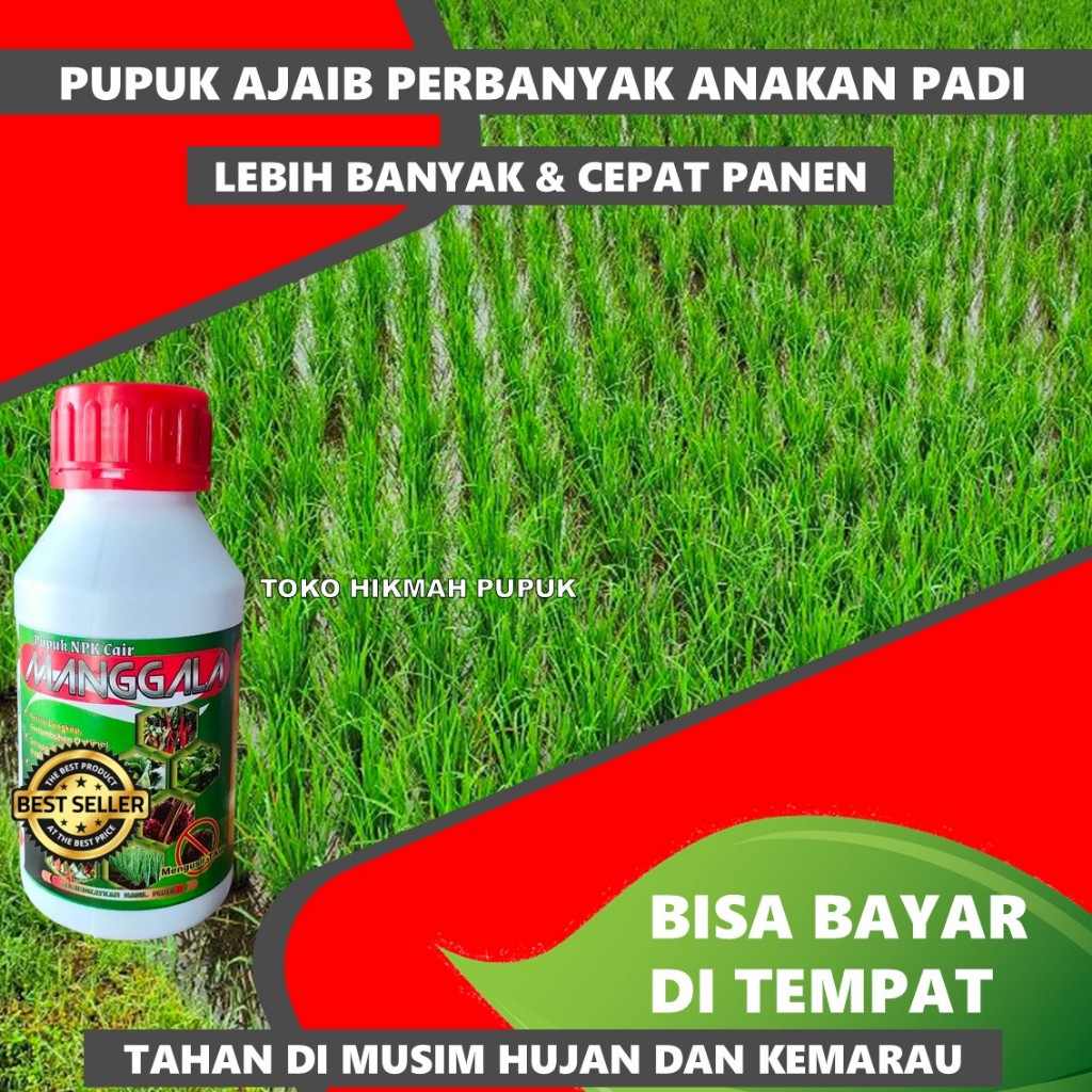 PUPUK MURAH Memperbanyak Anakkan Padi Kemasan 500 ML Pupuk Cair Pelebat Padi Pupuk Organik Padi Meny