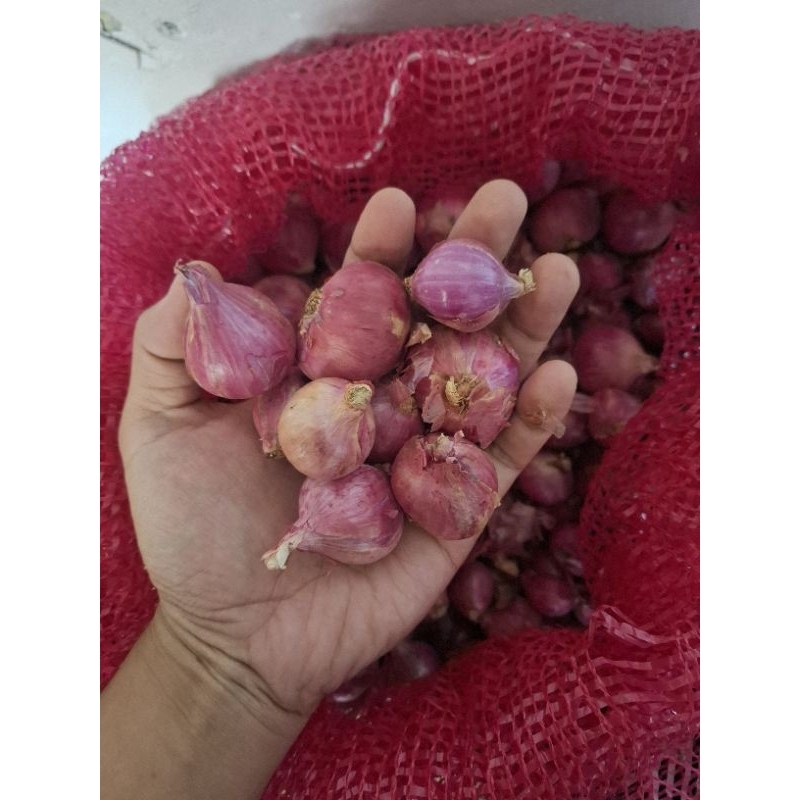 

Bawang Merah Lokal