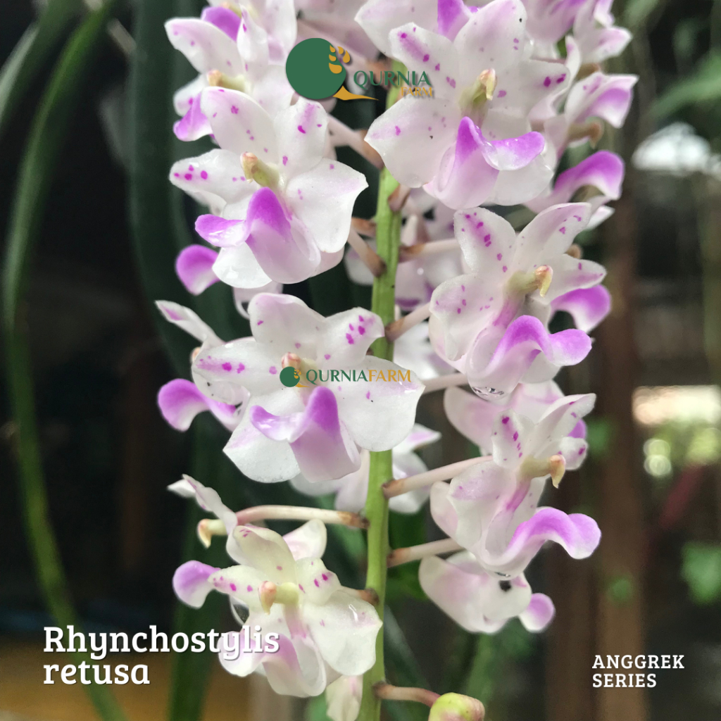 QuurniaFarm-Rhynchostylis Retusa Dewasa (Berbunga)