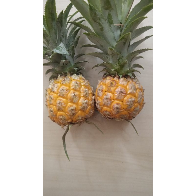 

nanas madu pemalang asli