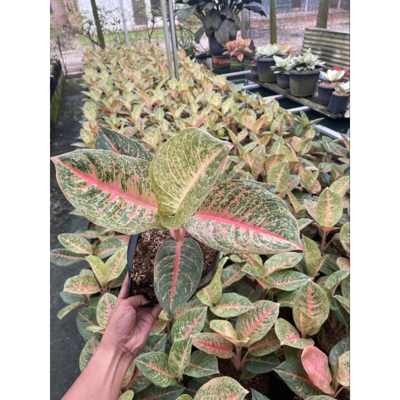 Harley Quinn Tanaman hias Aglonema