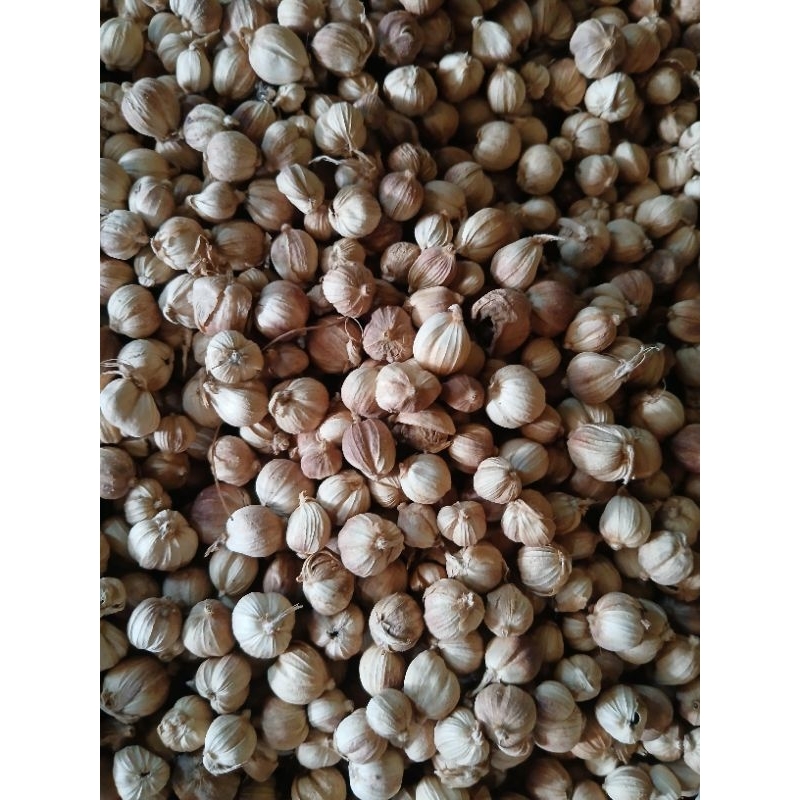 

Kapulaga kering 1 kg ORI tanpa pemutih