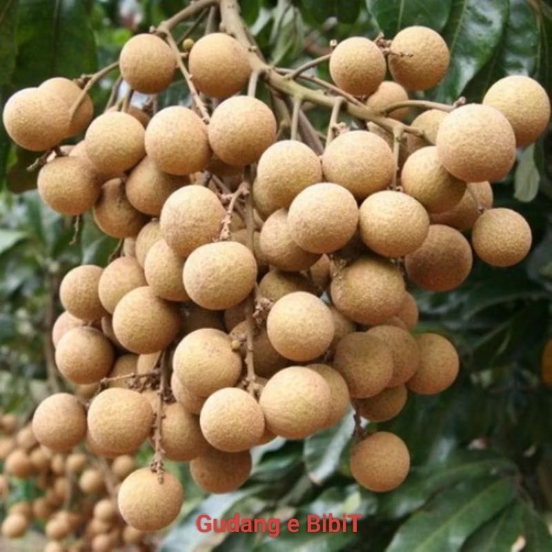 Bibit Kelengkeng Hasil Cangkok Murah