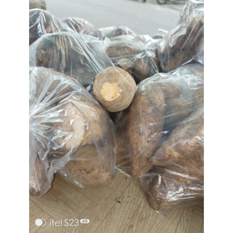 

UBI JALAR KUNING MENTAH/UBI KUNING/TELA AC/UBI CILEMBU LOKAL
