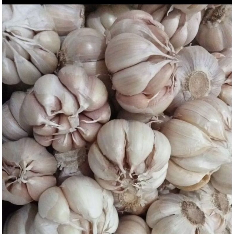 

bawang putih