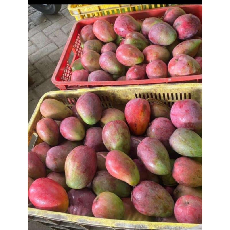 

mangga yuan ±980gr