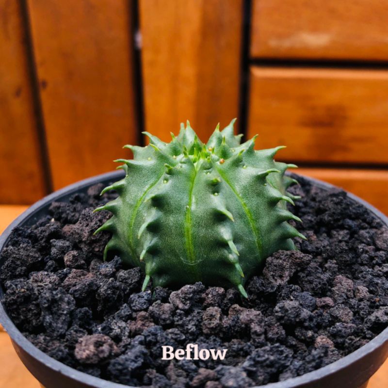 Euphorbia Valida by Beflow