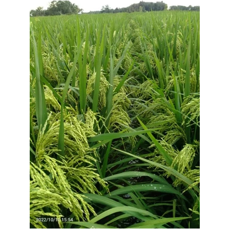 Benih Padi 303AGT 5KG - Benih Padi AGT 303 5 kg